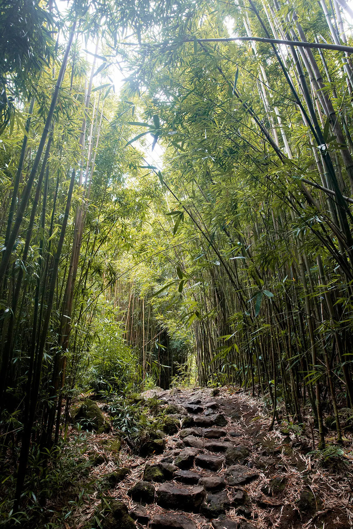 Why You Should Swap to Bamboo Oral Care Accessories ORL