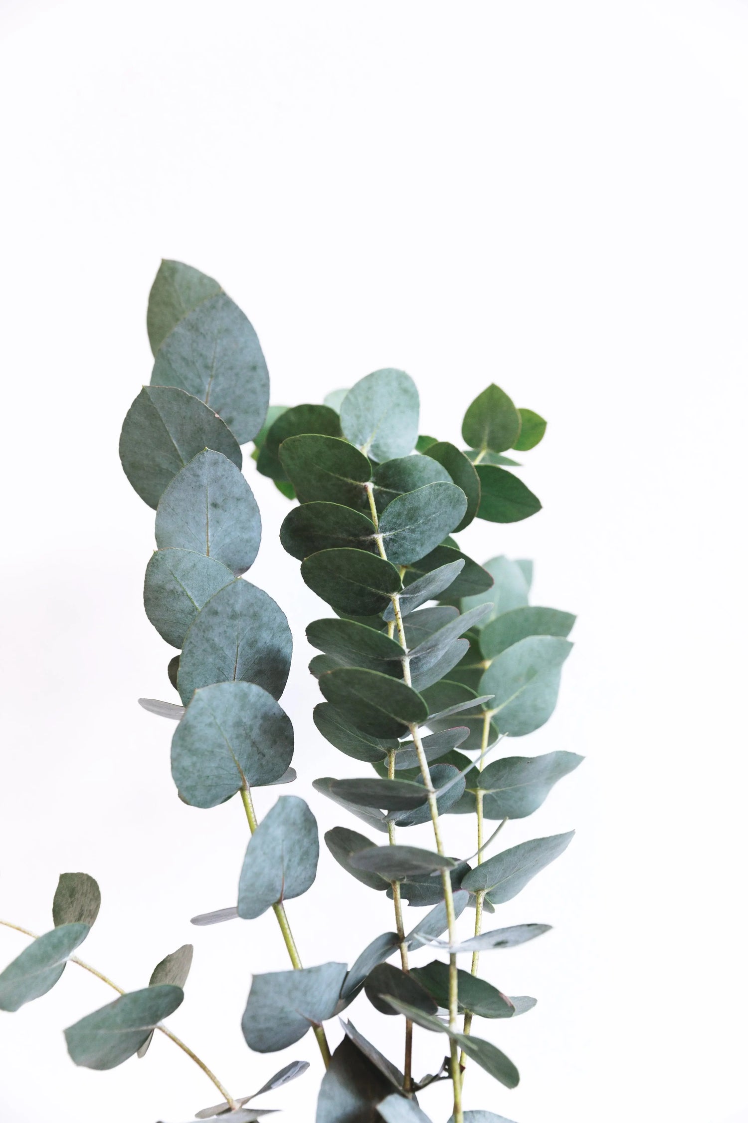 The Magic of Eucalyptus with Your Oral Health ORL